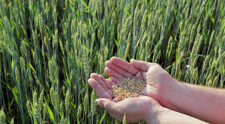 Human hands with hep of wheat in green  field