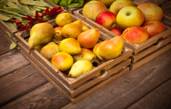 Wholesale & Retail Fruit Market ABM ID #1786