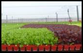 Commercial Seedling Nursery  & 2 Residences #1867